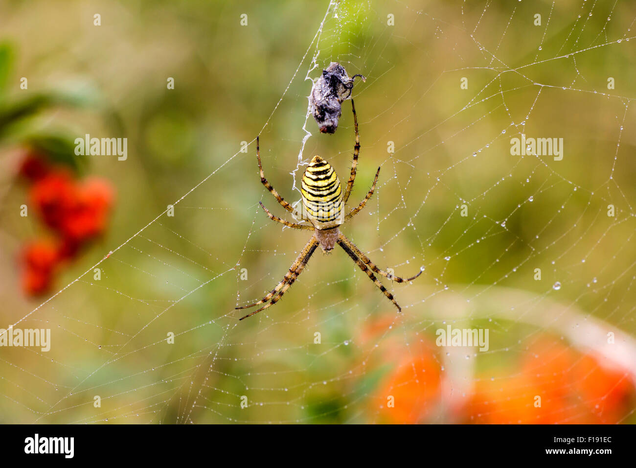 Garden spider (Argiope aurantia) in its net with prey Stock Photo