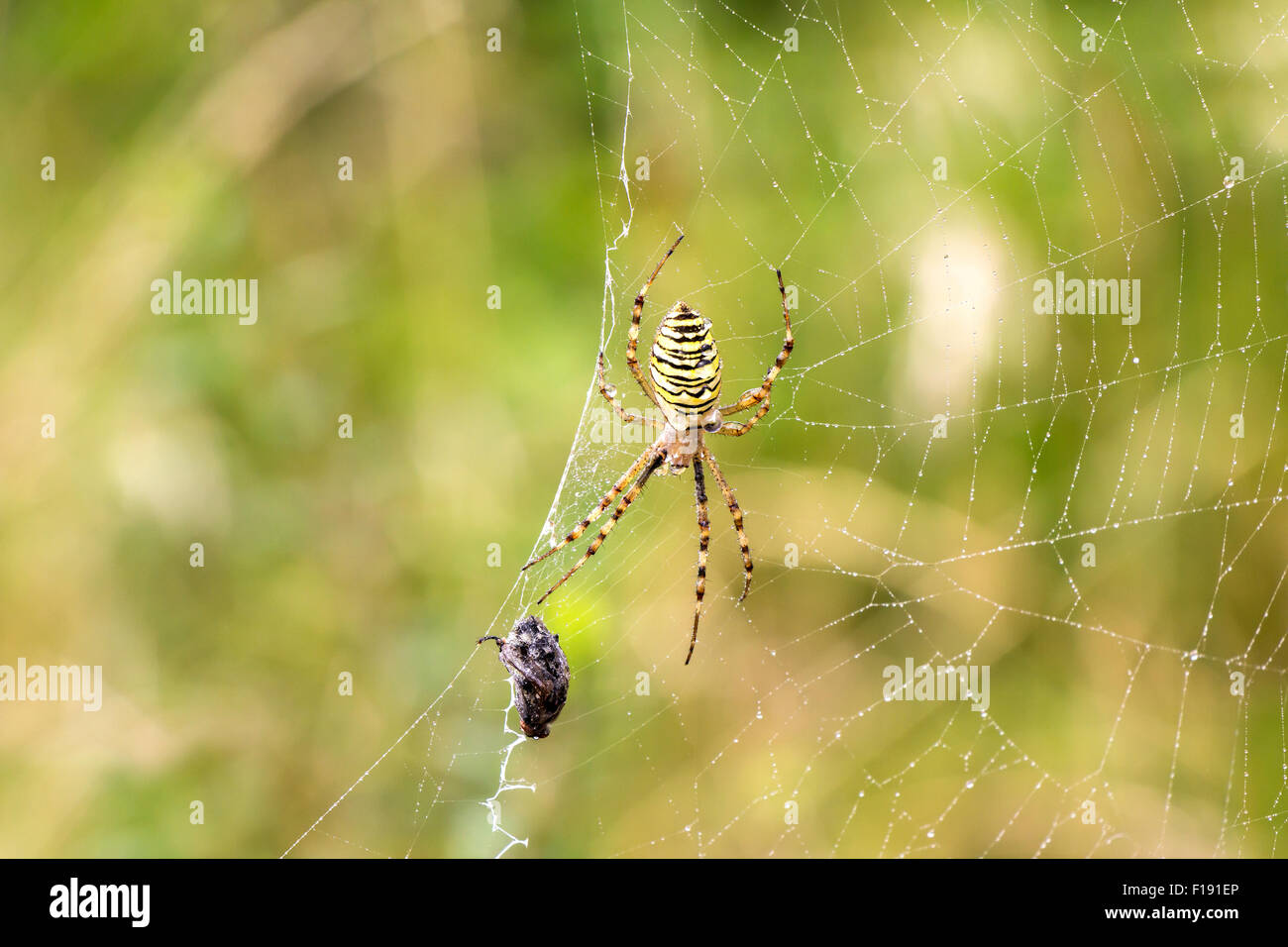 Garden spider (Argiope aurantia) in its net with prey Stock Photo