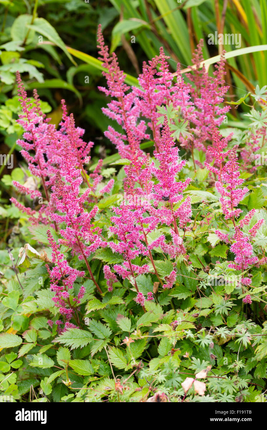 Pink flowers of the late summer blooming, moisture loving perennial, Astilbe chinensis 'Veronica