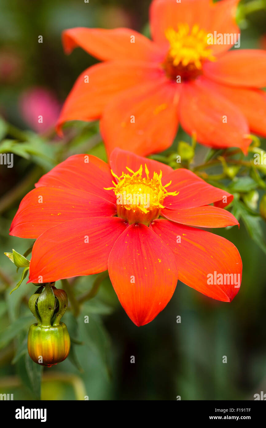 Intense red late summer flowers of the Mexican species Dahlia coccinea var. palmeri Stock Photo