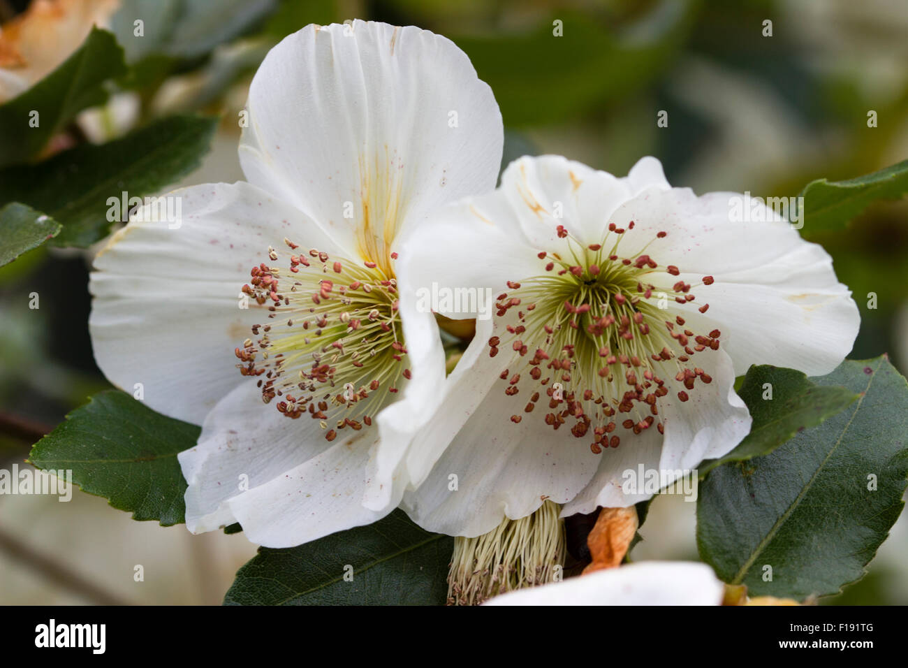 Late summer flowers of the hybrid small tree Eucryphia x nymansensis 'Nymansay' Stock Photo