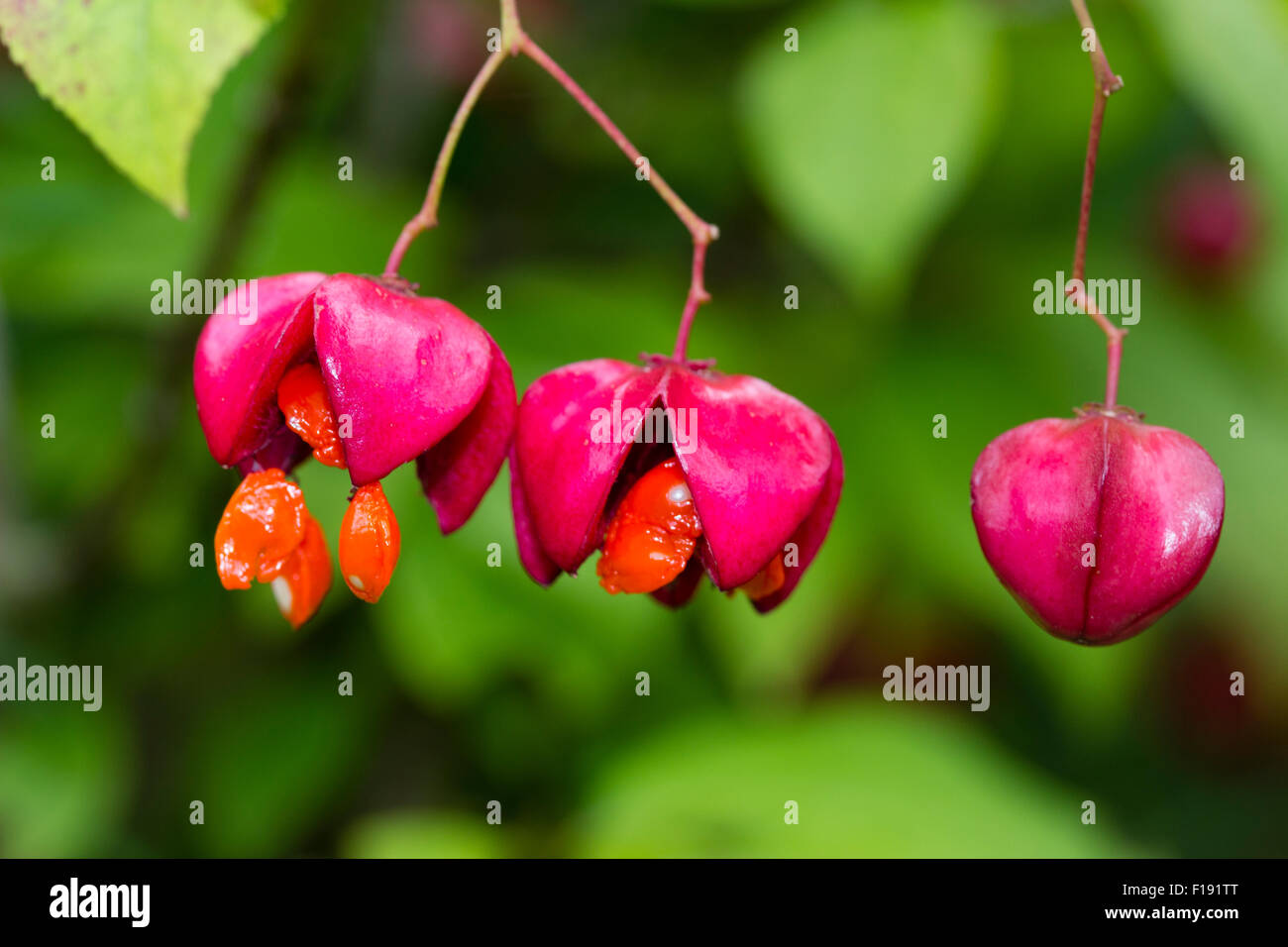 Jewel like red fruit cases progressively open to show the orange fruit of the Korean spindle, Euonymus planipes Stock Photo