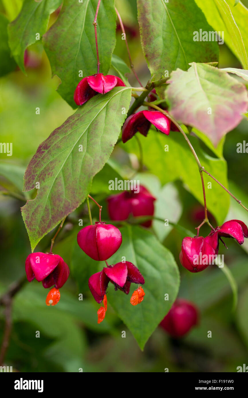 Jewel like red fruit cases progressively open to show the orange fruit of the Korean spindle, Euonymus planipes Stock Photo