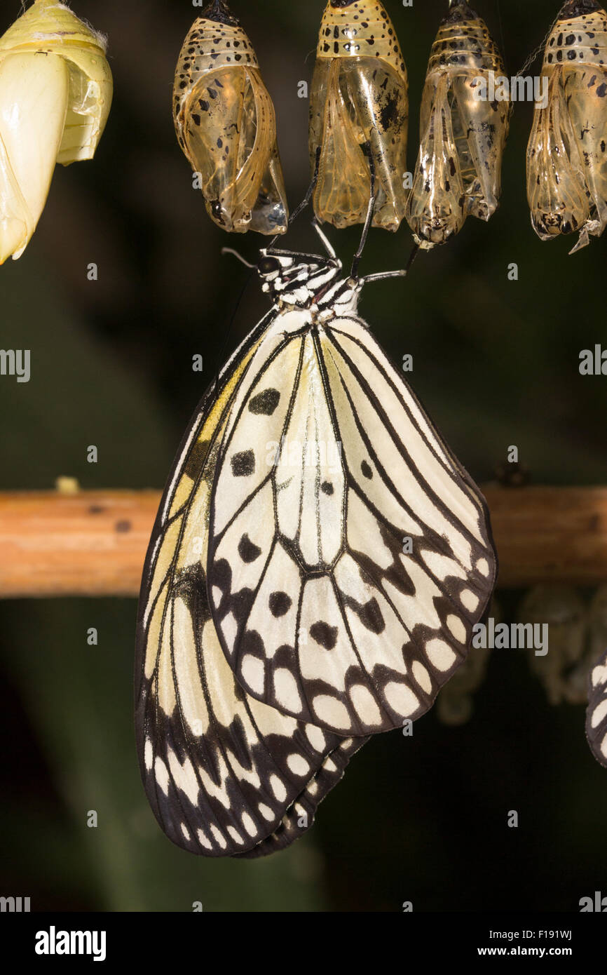 Paper kite idea leuconoe butterfly pupa hires stock photography and images Alamy