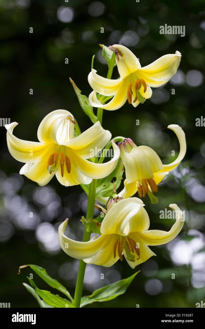 Flowers in the spike of the early summer flowering Caucasian lily