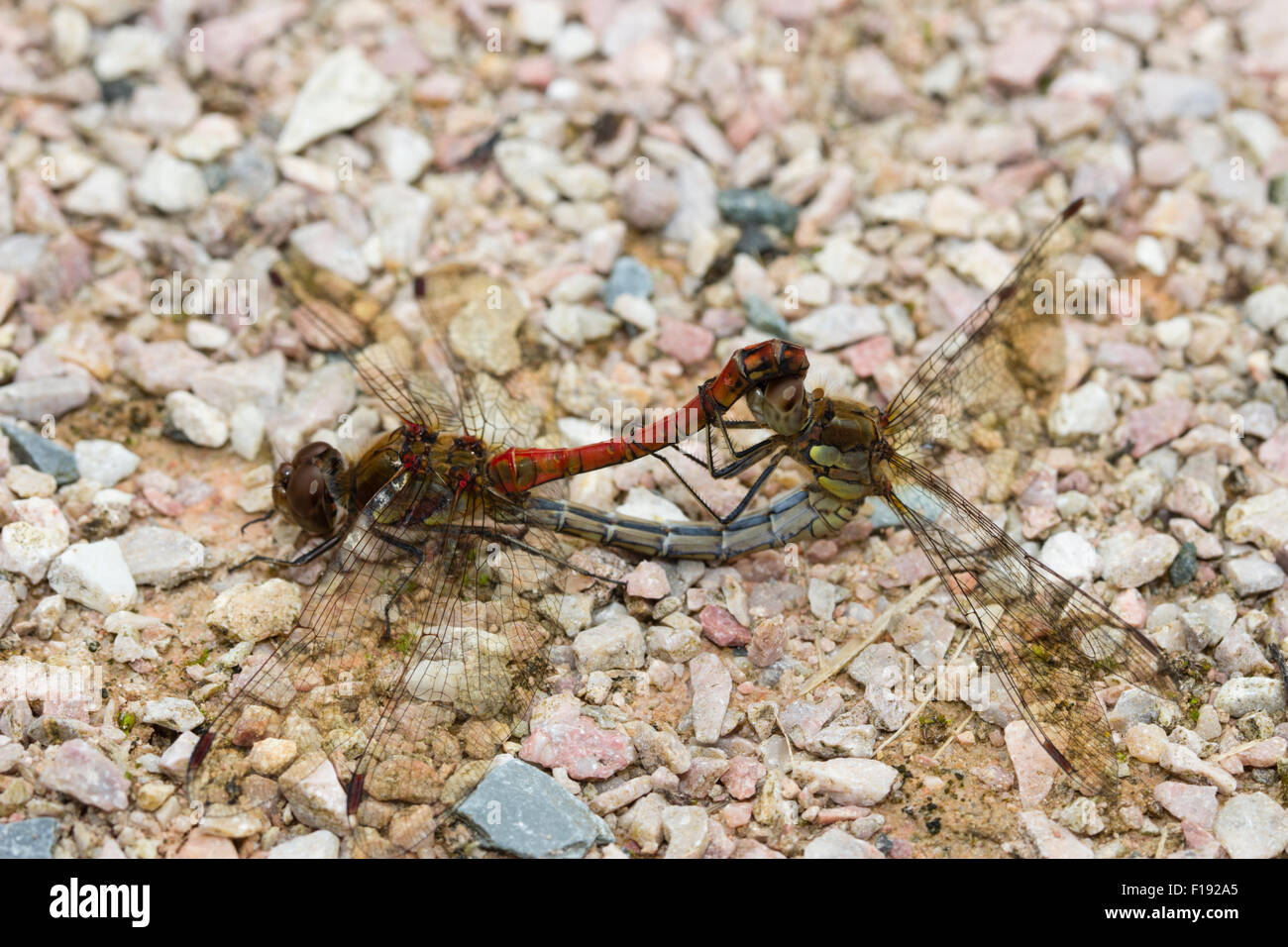 Red male and blue-green female common darters, Sympetrum striolatum, in a mating wheel Stock Photo