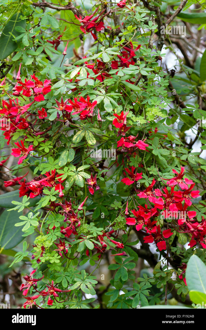 Red flowers of the perennial climber, Tropaeolum speciosum, cascading through a taller supporting shrub Stock Photo