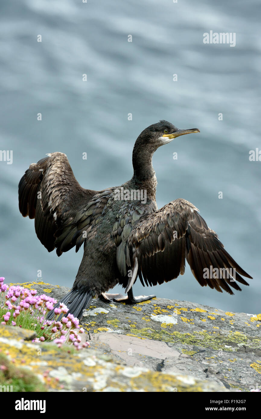 Cormorant (Phalacrocorax carbo), UK Stock Photo
