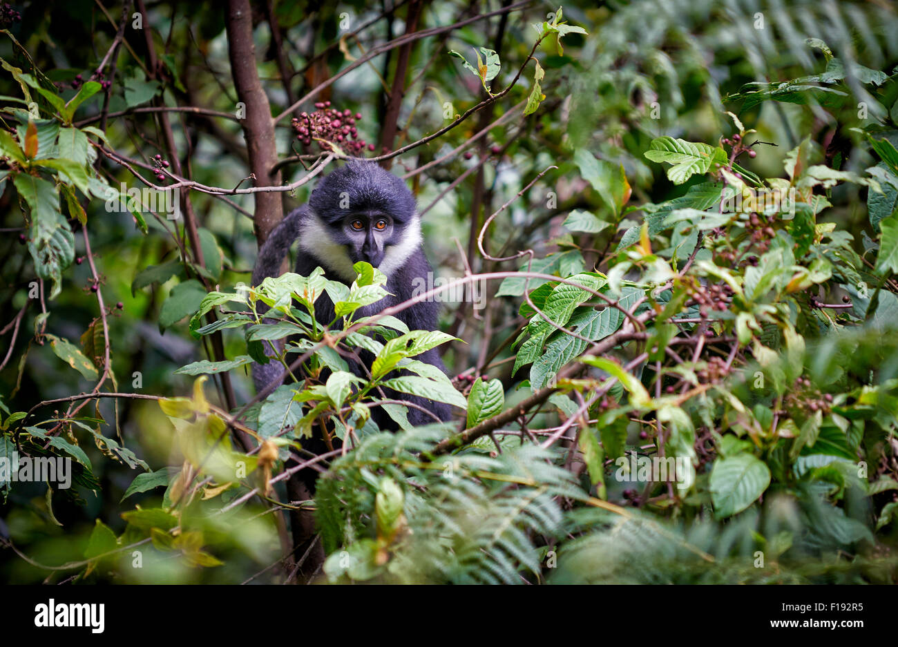 L’Hoest’s monkey, Cercopithecus lhoesti, Bwindi Impenetrable National Park, Uganda, Africa Stock Photo