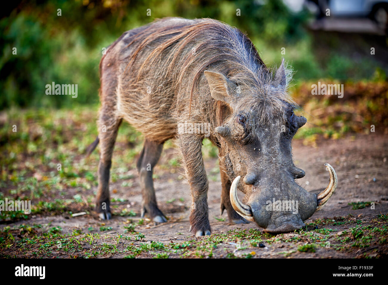 Warthog, Phacochoerus africanus, Lake Mburo National Park, Uganda, Africa Stock Photo