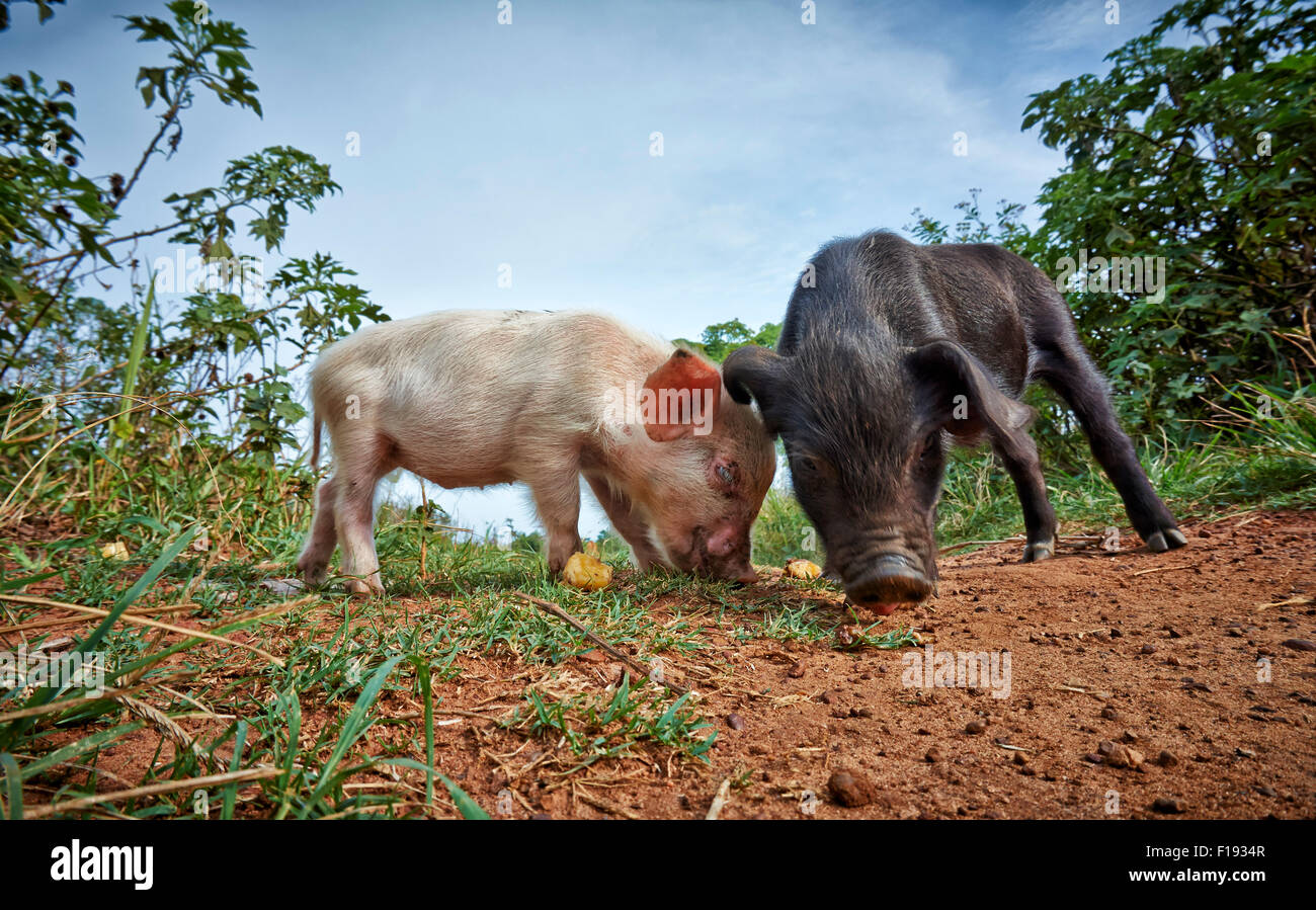 two cute piglets, Mabamba Swamps, Entebbe, Uganda, Africa Stock Photo