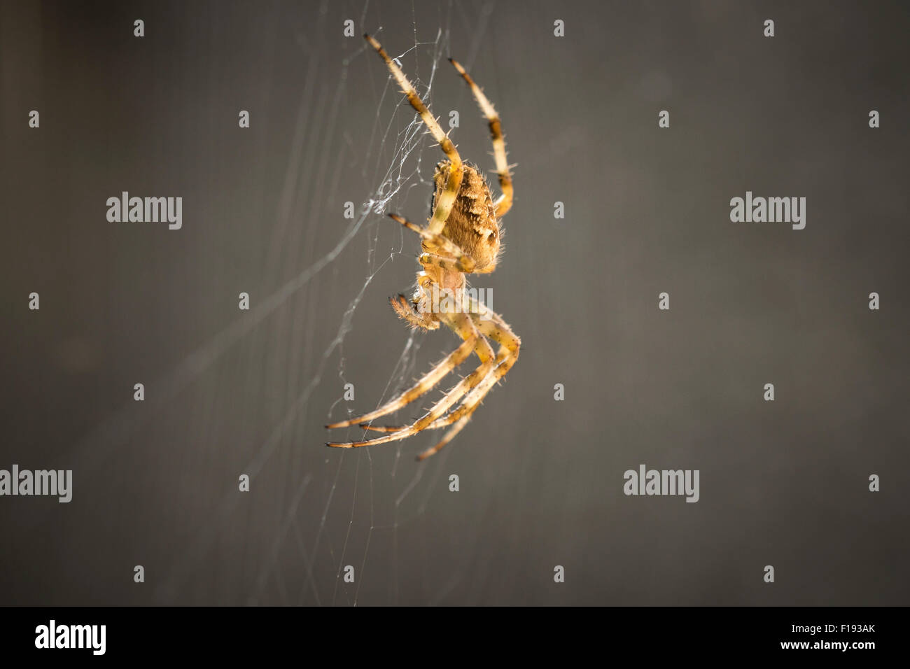 Cross Spider waits for a prey in the middle of a spider web Stock Photo ...