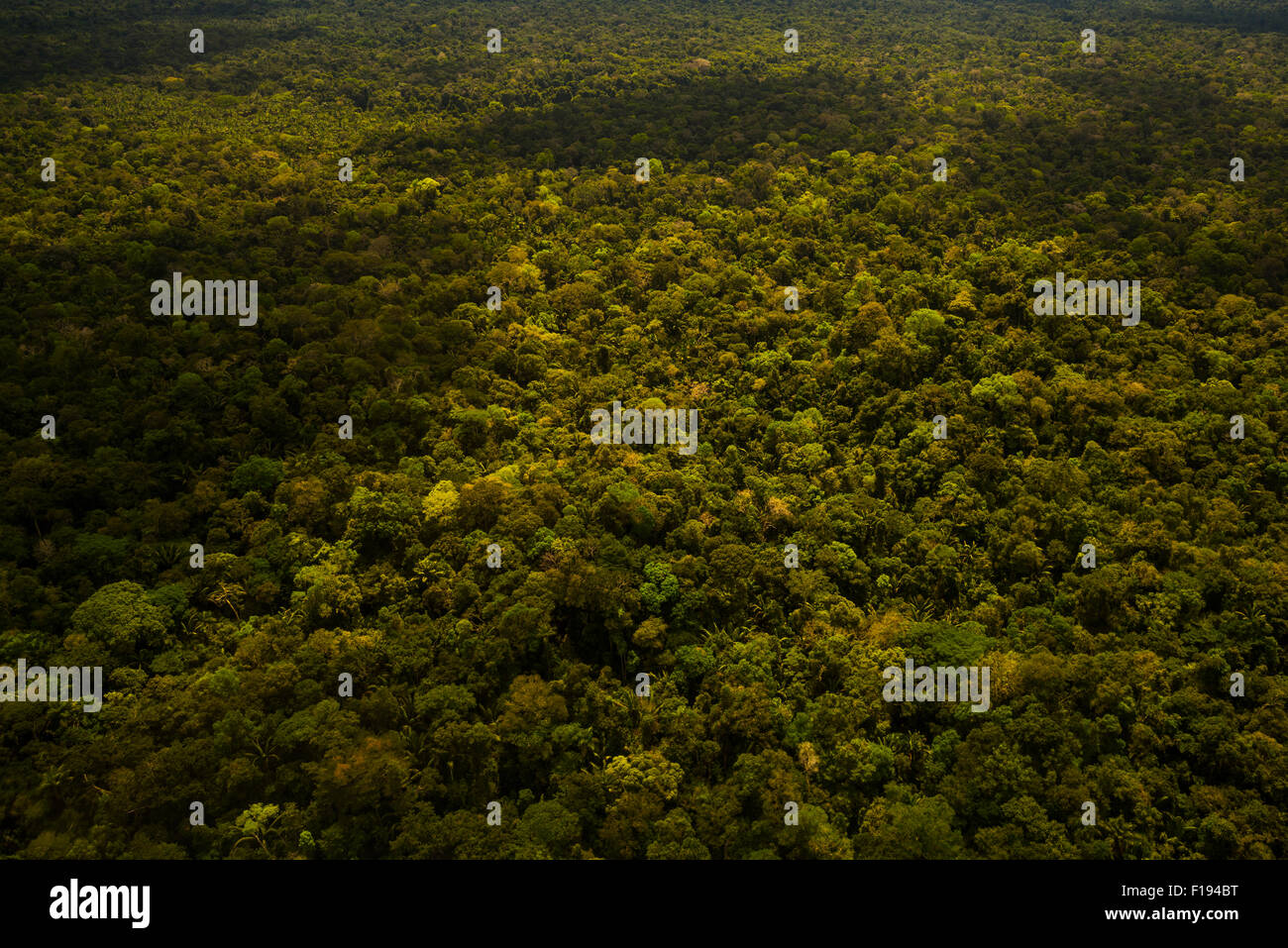 Rainforest aerial, Primary forest, Amazon Region, Peru Stock Photo