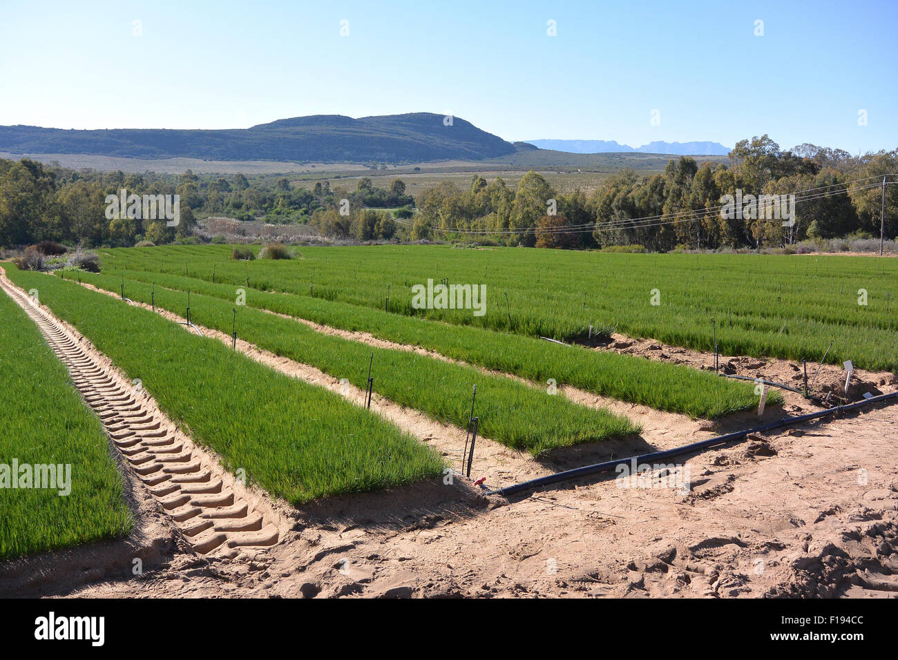 Rooibos tea seedling plants Stock Photo Alamy