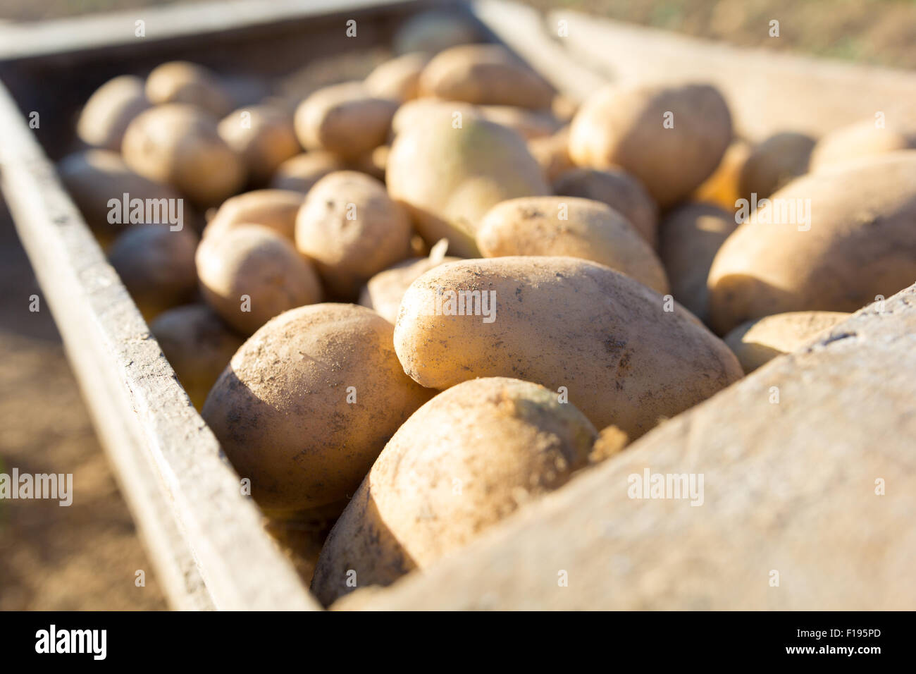 Download Potato Crate High Resolution Stock Photography And Images Alamy Yellowimages Mockups
