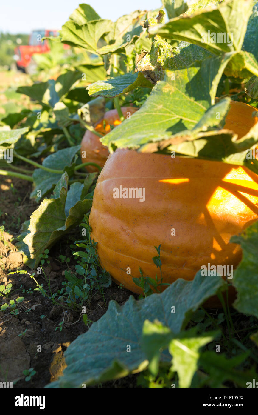 Pumpkin ready for harvest Stock Photo - Alamy