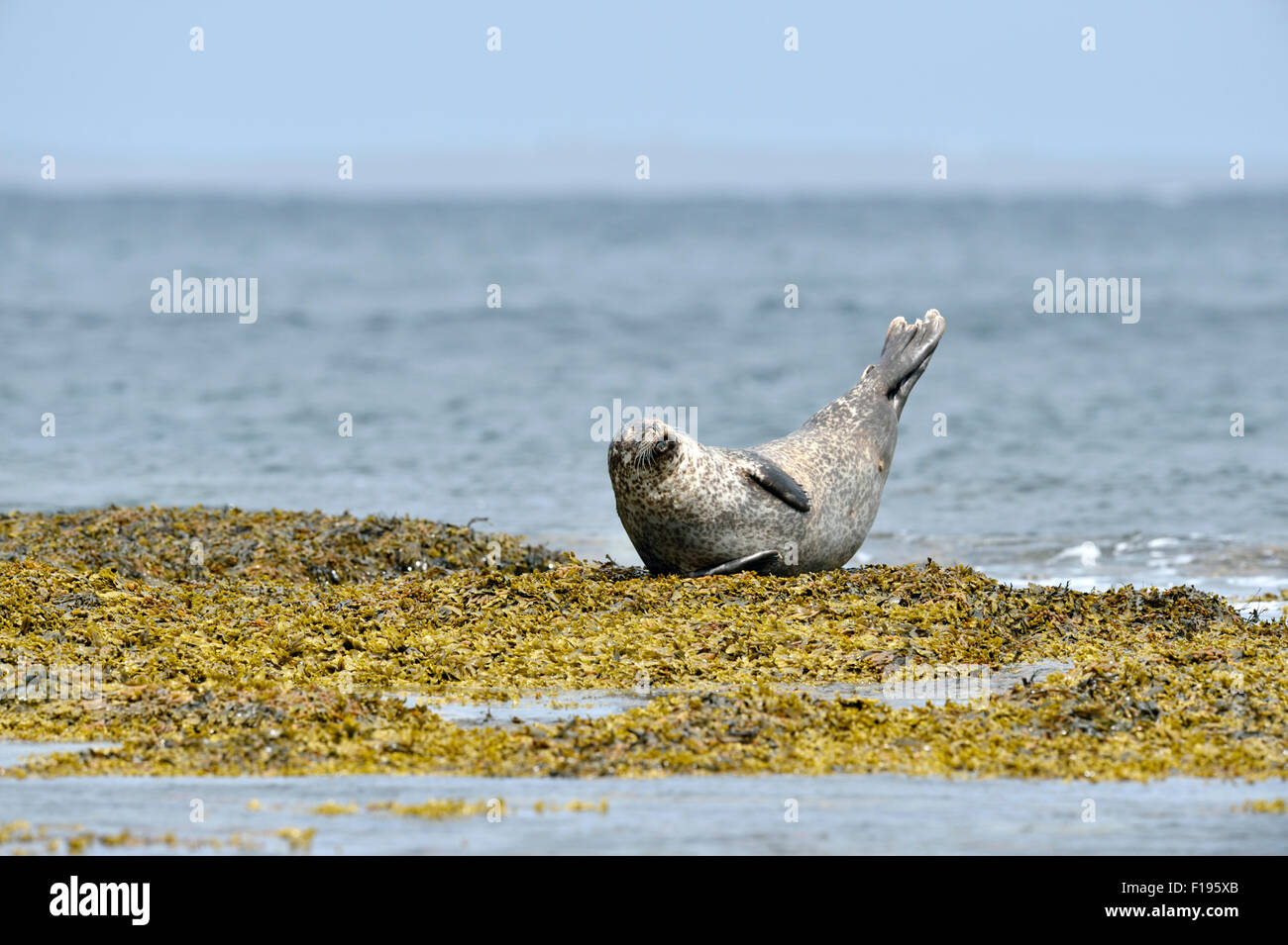 Common seal (Phoca vitulina), UK Stock Photo
