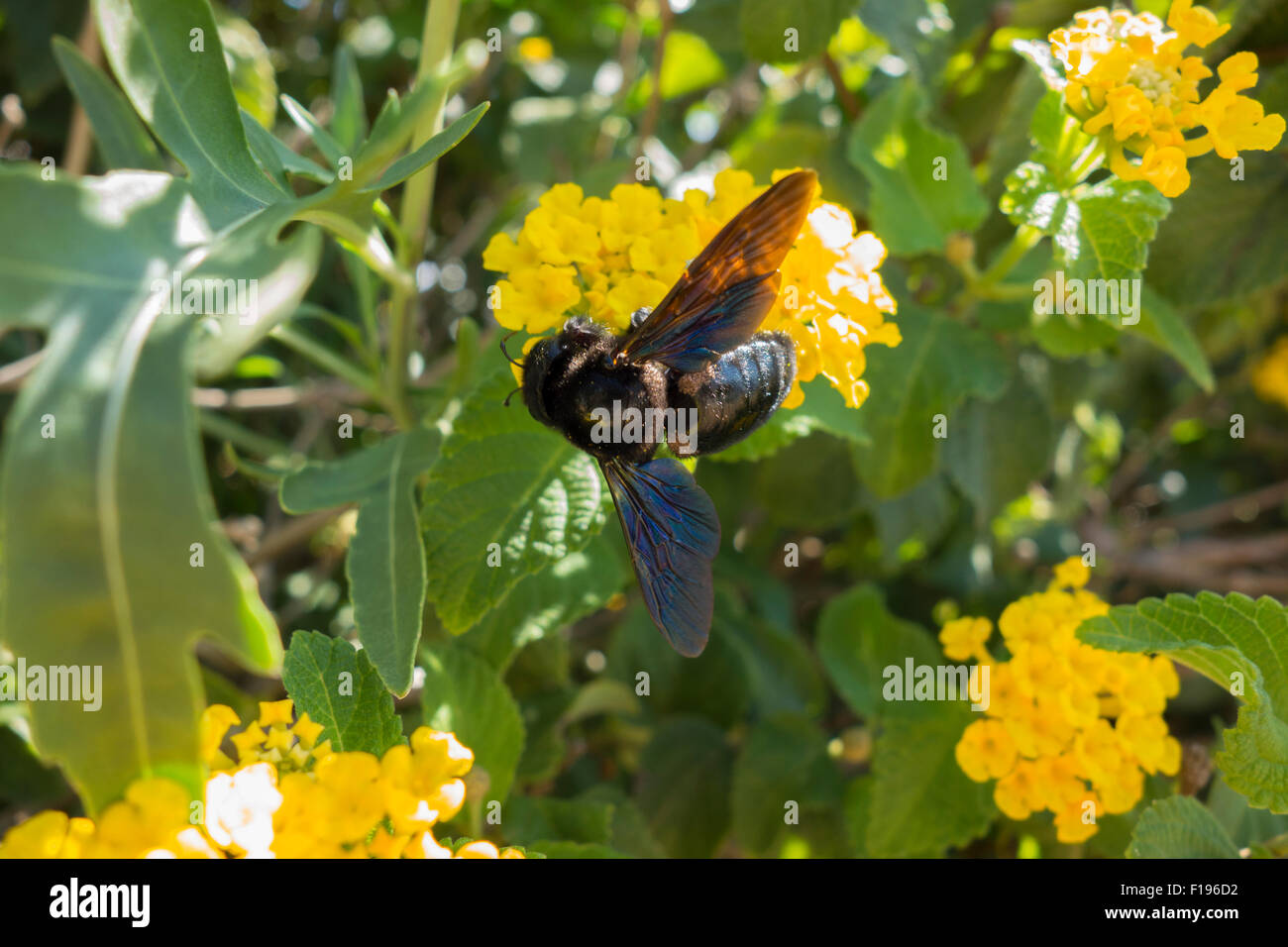 Violet carpenter bee, Xylocopa violacea, on a evergreen shrub of big sage, Lantana camara, from the Mediterranean Sea, Malta. Stock Photo