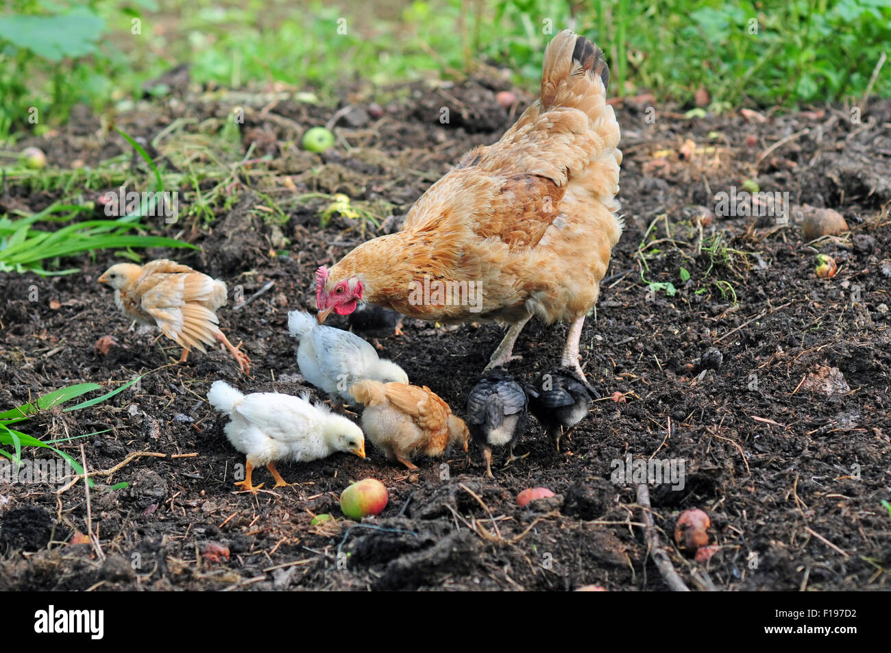Mother hen with chickens searching for food Stock Photo