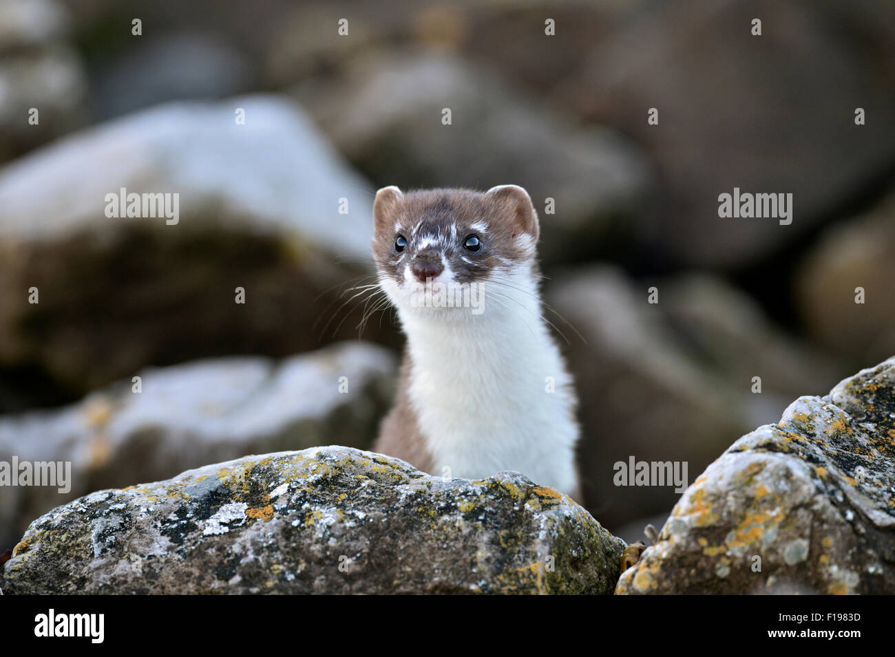 Stoat (Mustela erminea), UK Stock Photo