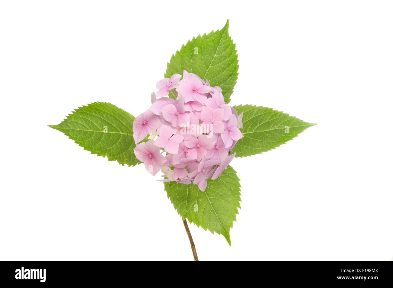 Pastel pink mophead hydrangea flower and leaves isolated against white Stock Photo