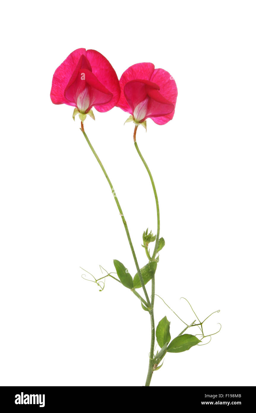 Sweet pea flowers, stalk,leaves and tendrils isolated against white Stock Photo