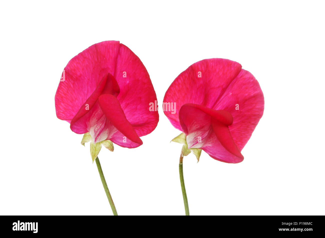 Two red sweet pea flowers isolated against white Stock Photo