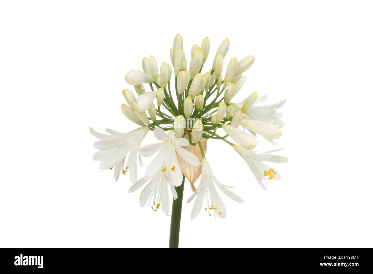 White Agapanthus flower also known as lily of the Nile or African lily isolated against white Stock Photo