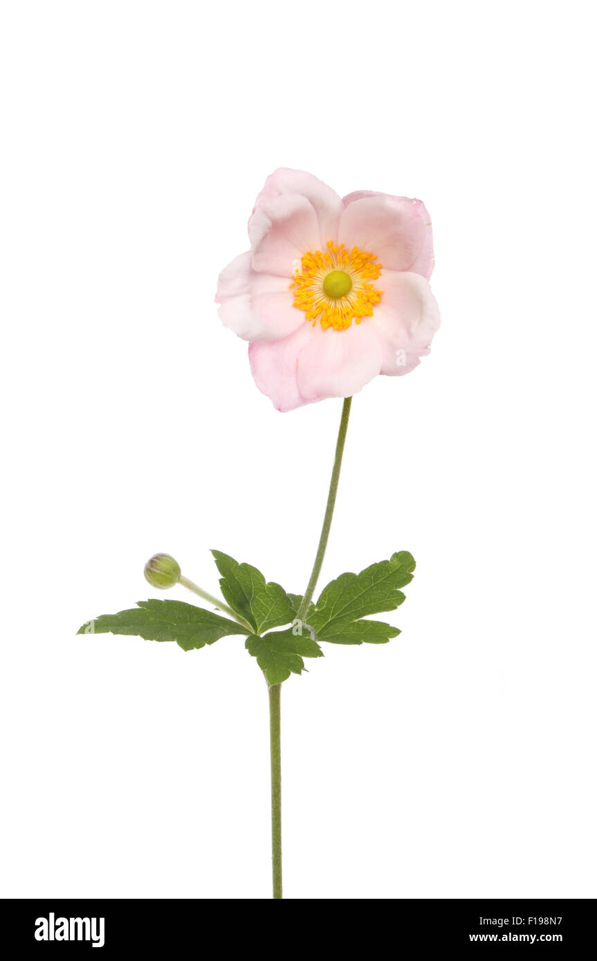 Japanese anemone flower hi-res stock photography and images - Alamy