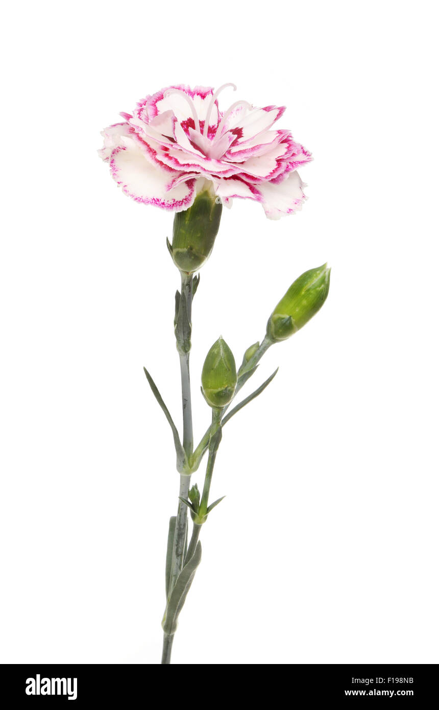 Purple fringed carnation flower and buds isolated against white Stock Photo Alamy