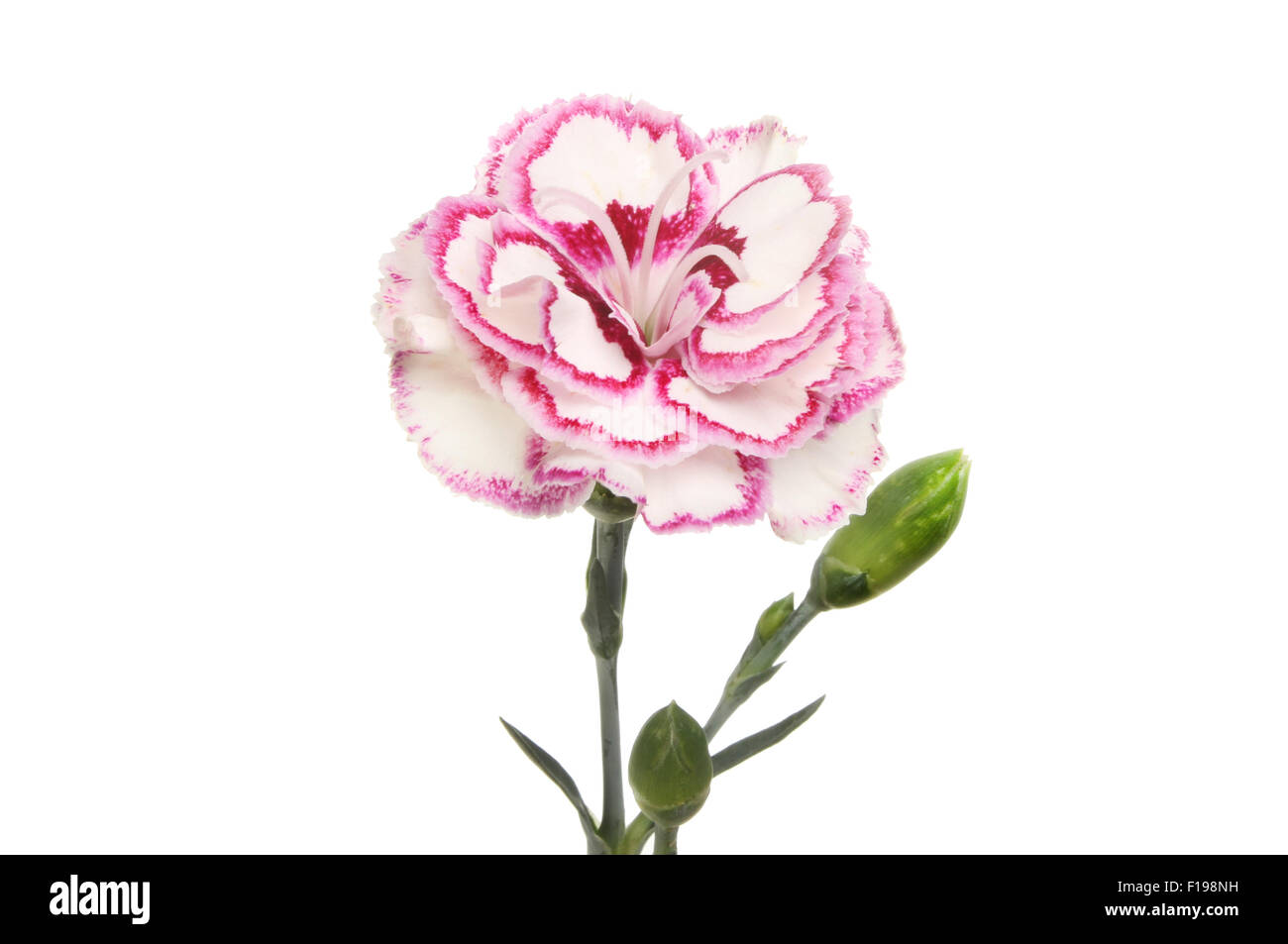 Purple fringed carnation, Dianthus, flower and buds isolated against white Stock Photo