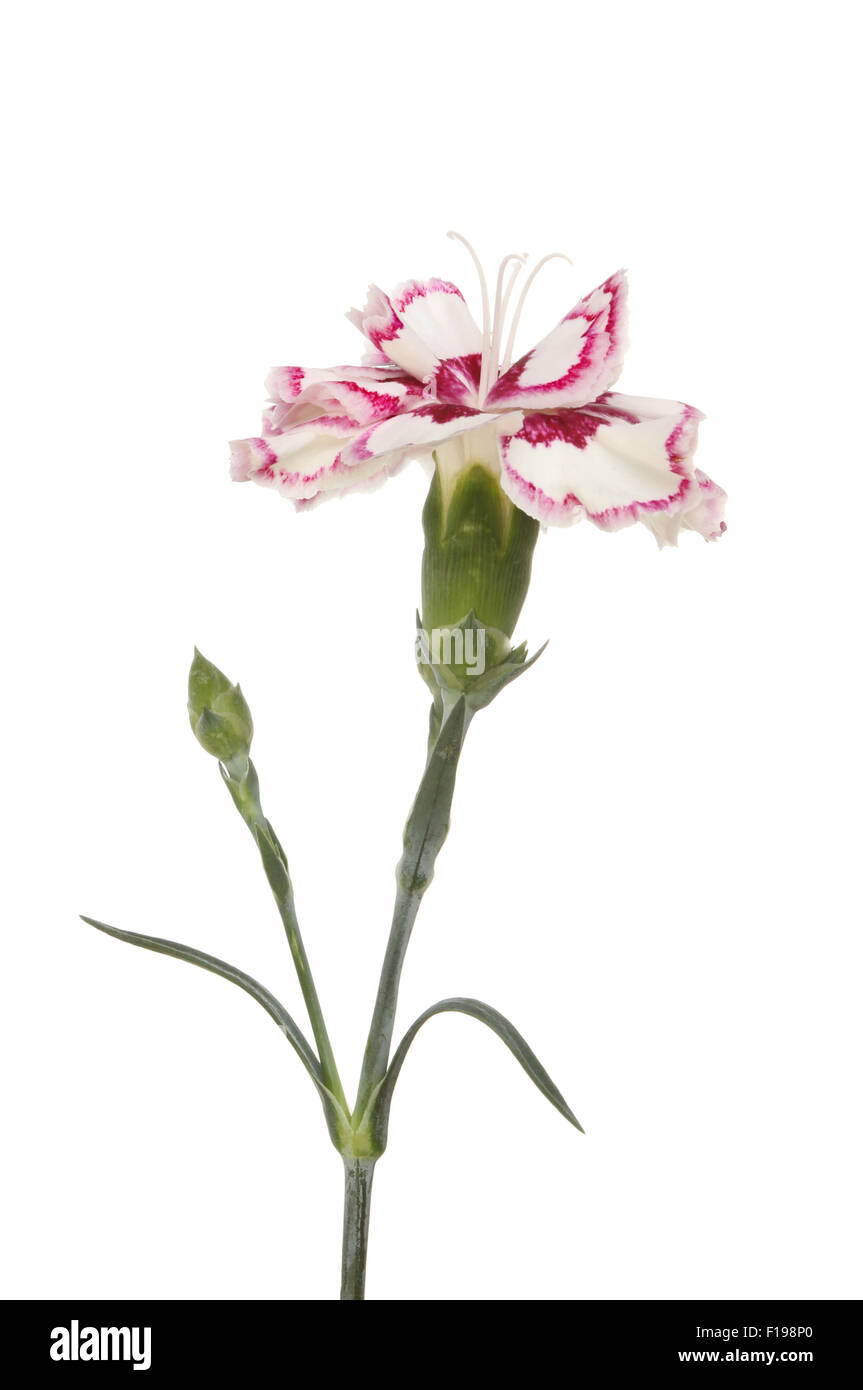 Carnation flower bud and leaves isolated against white Stock Photo