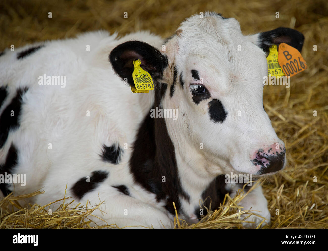 Veal production hires stock photography and images Alamy