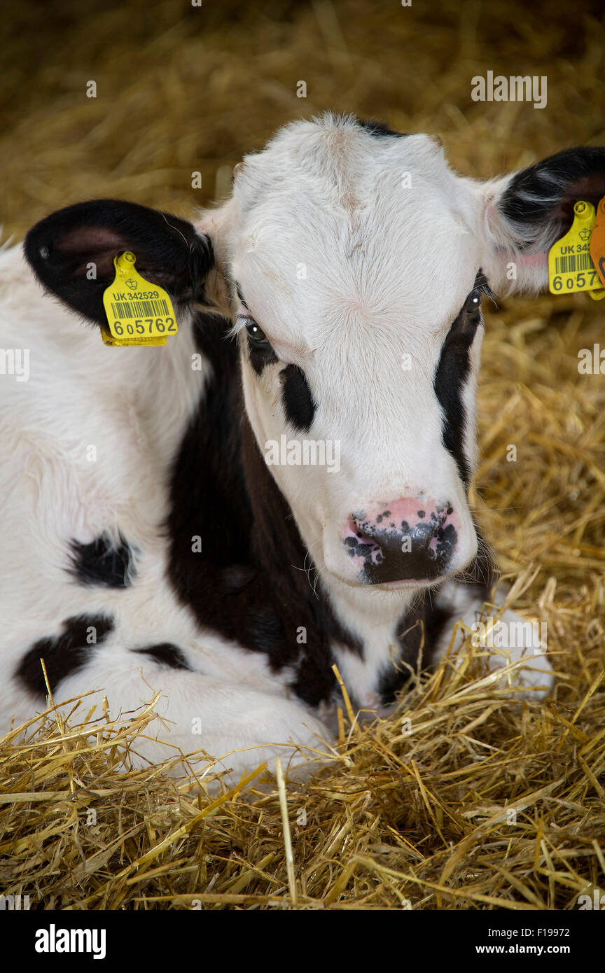 A calf being raised for veal meat production on a Devonshire,UK,farm.a