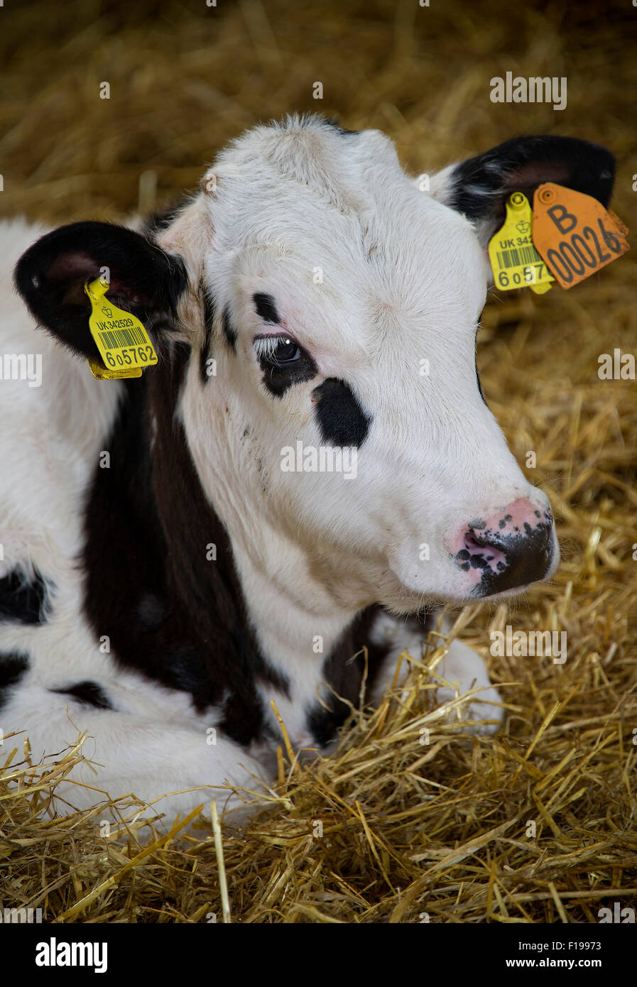 A calf being raised for veal meat production on a Devonshire,UK,farm.a UK food cattle cow livestock farming countryside rural Stock Photo