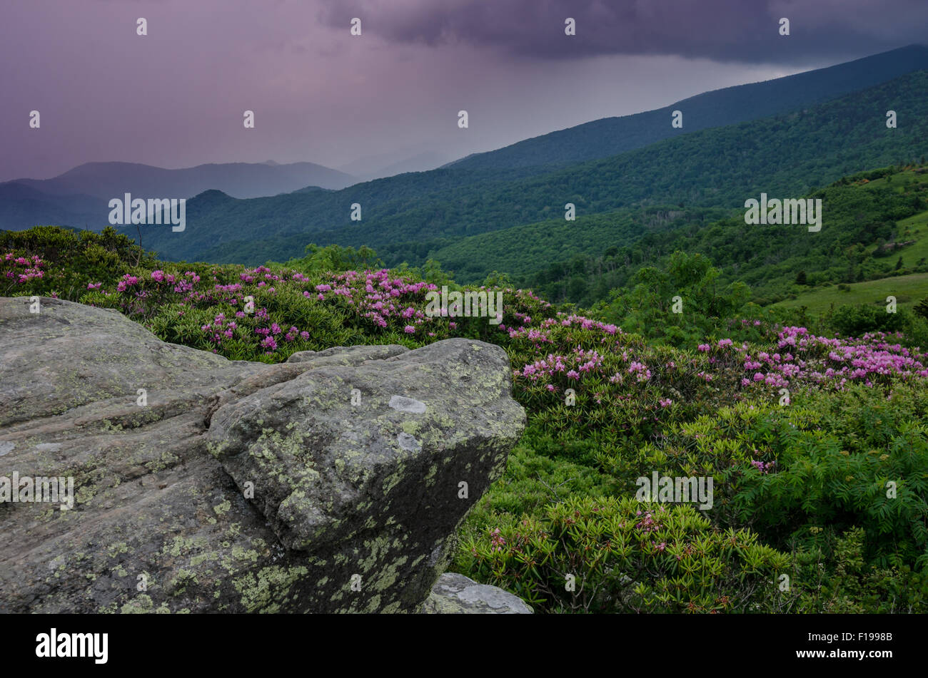 Catawba rhododendron on Jane Bald as the sunrise colors fade Stock Photo Alamy
