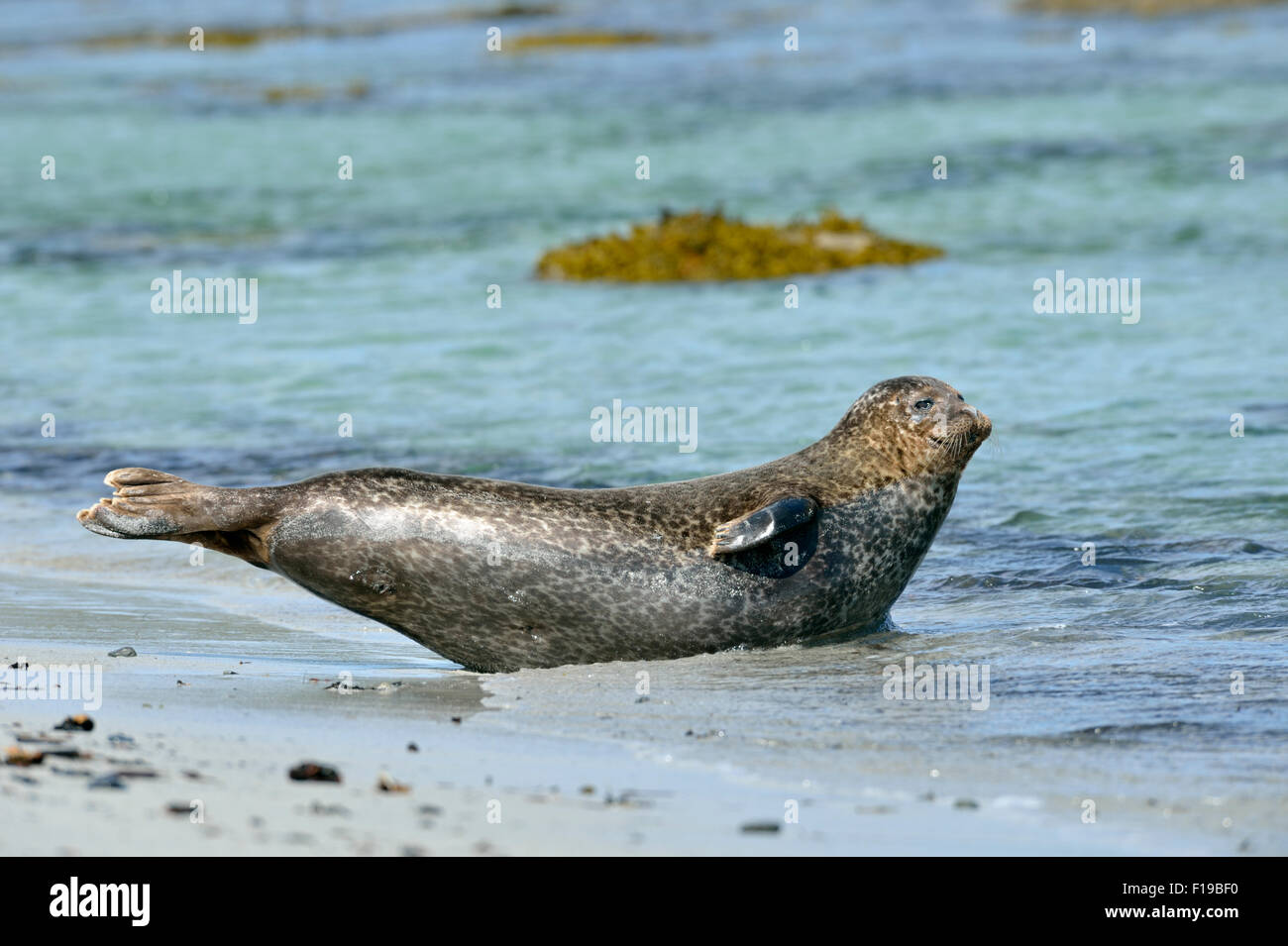 Common seal (Phoca vitulina), UK Stock Photo