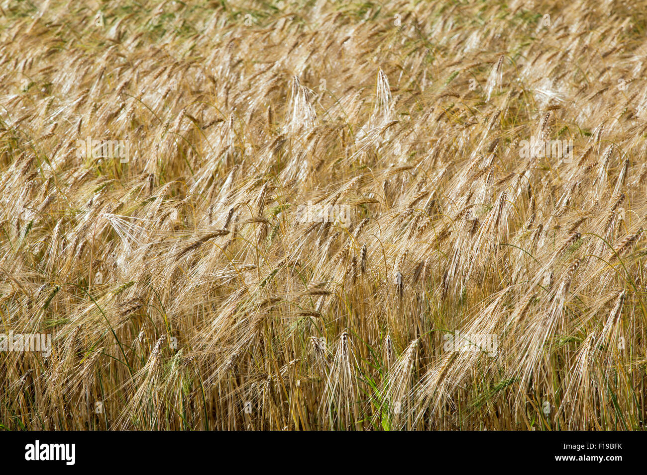 Close-up of maturing Sunshine hulless Spring Barley heads. Stock Photo