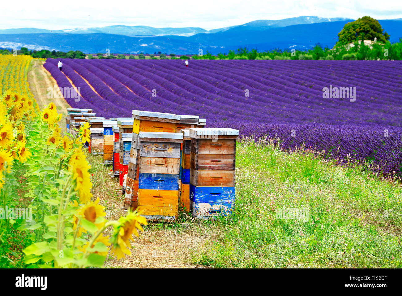 beautiful scenery with lavander and sunflower fields and beehives in Provence. France Stock Photo