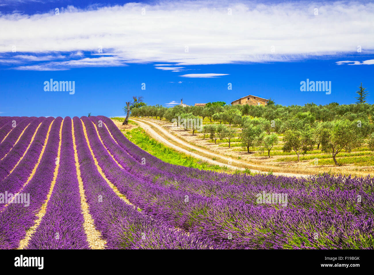 Colorful lavander fields in Valensole,France. Stock Photo
