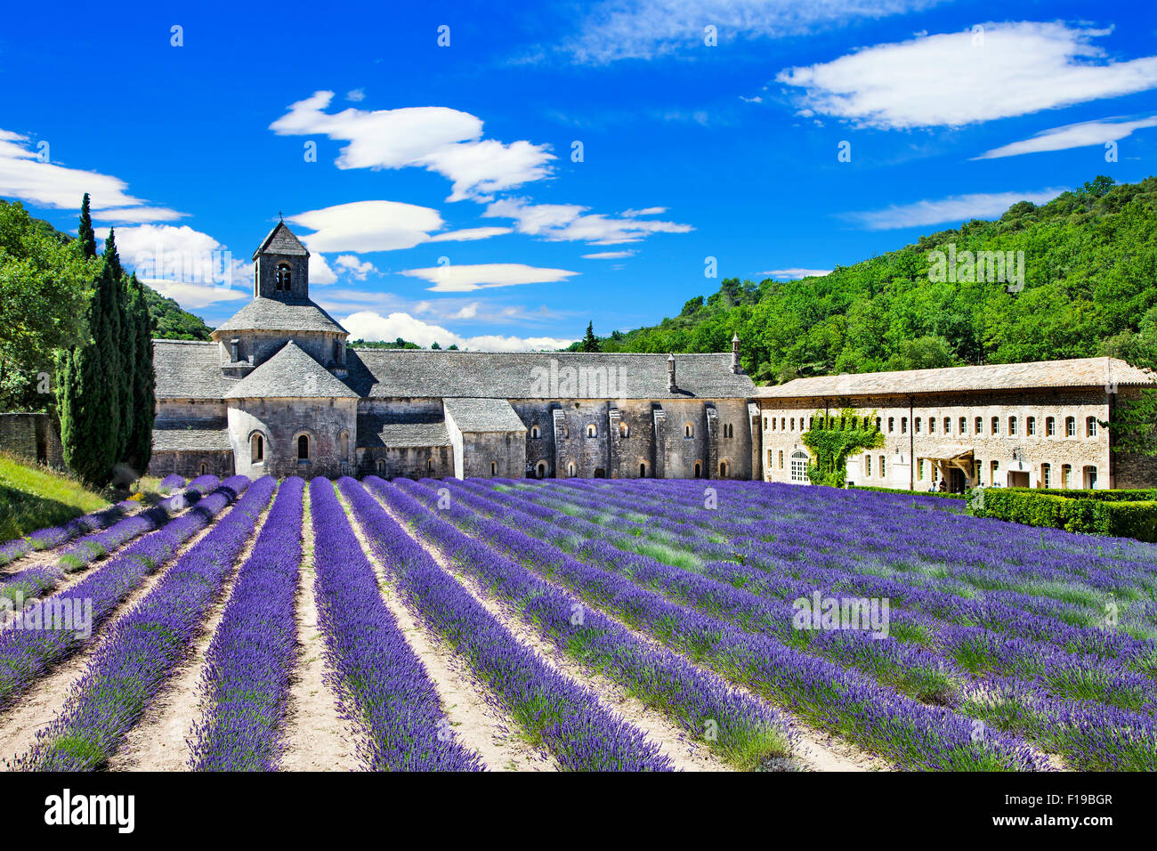 blooming lavander fields in Provence, Abbey Seanaque. France Stock Photo