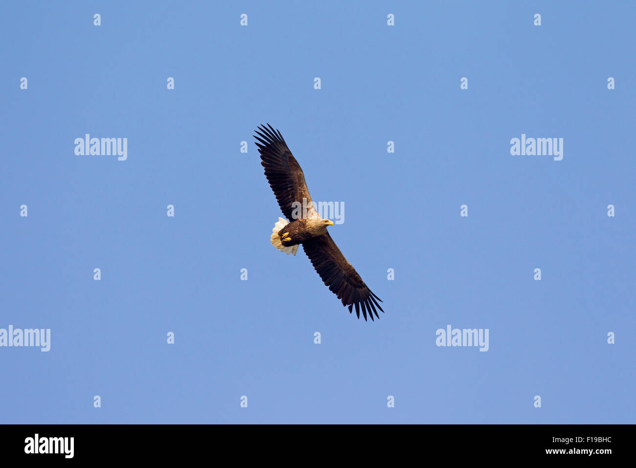 White-tailed Eagle / Sea Eagle / Erne (Haliaeetus albicilla) in flight soaring against blue sky Stock Photo