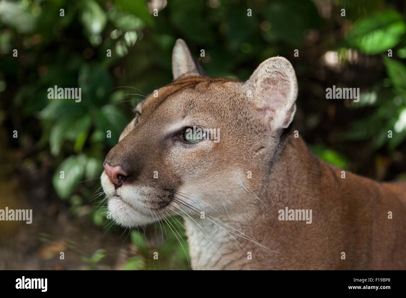 A profile of a green eyed puma or cougar staring into the jungle in Belize  Stock Photo - Alamy