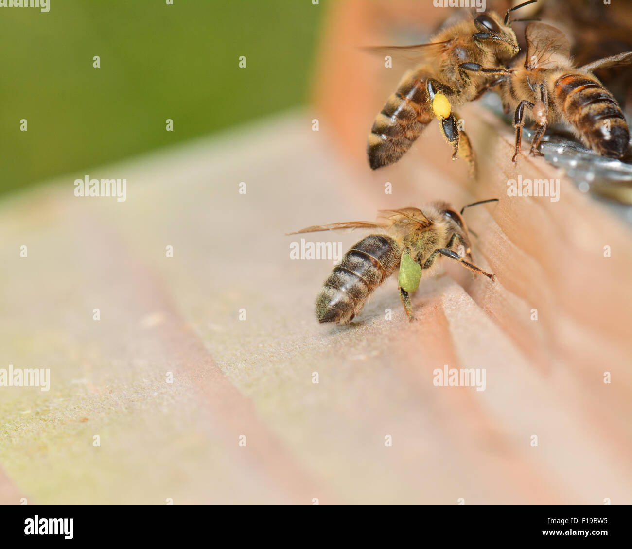 Bee pollen basket in hive hi-res stock photography and images - Alamy