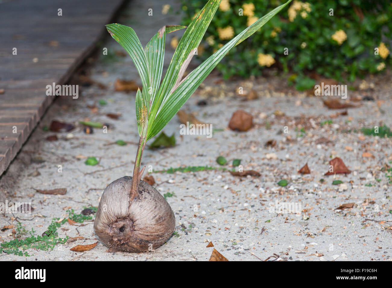 A new palm tree shoot growing out of an old coconut laying in the sand