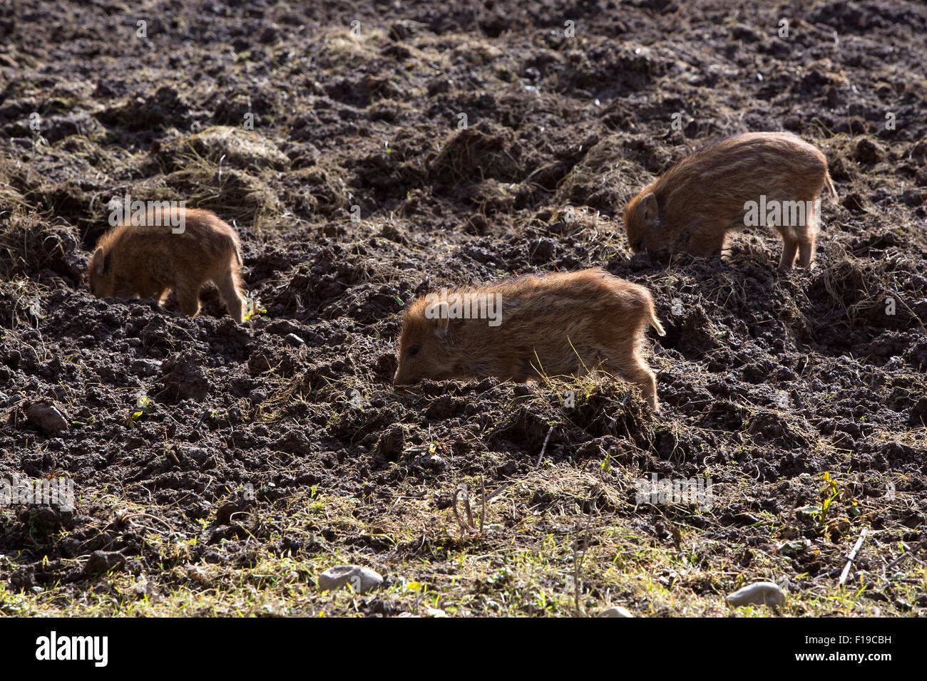 Boar with piglets hi-res stock photography and images - Alamy