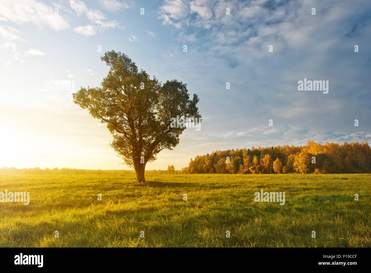 Lonely tree on the field in autumn in the morning Stock Photo - Alamy
