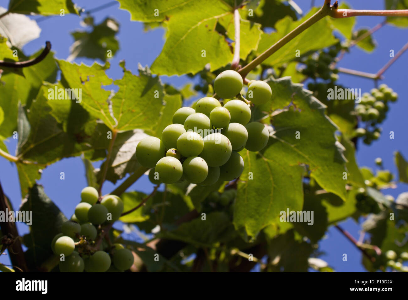Shot taken of grapes in the garden Stock Photo Alamy