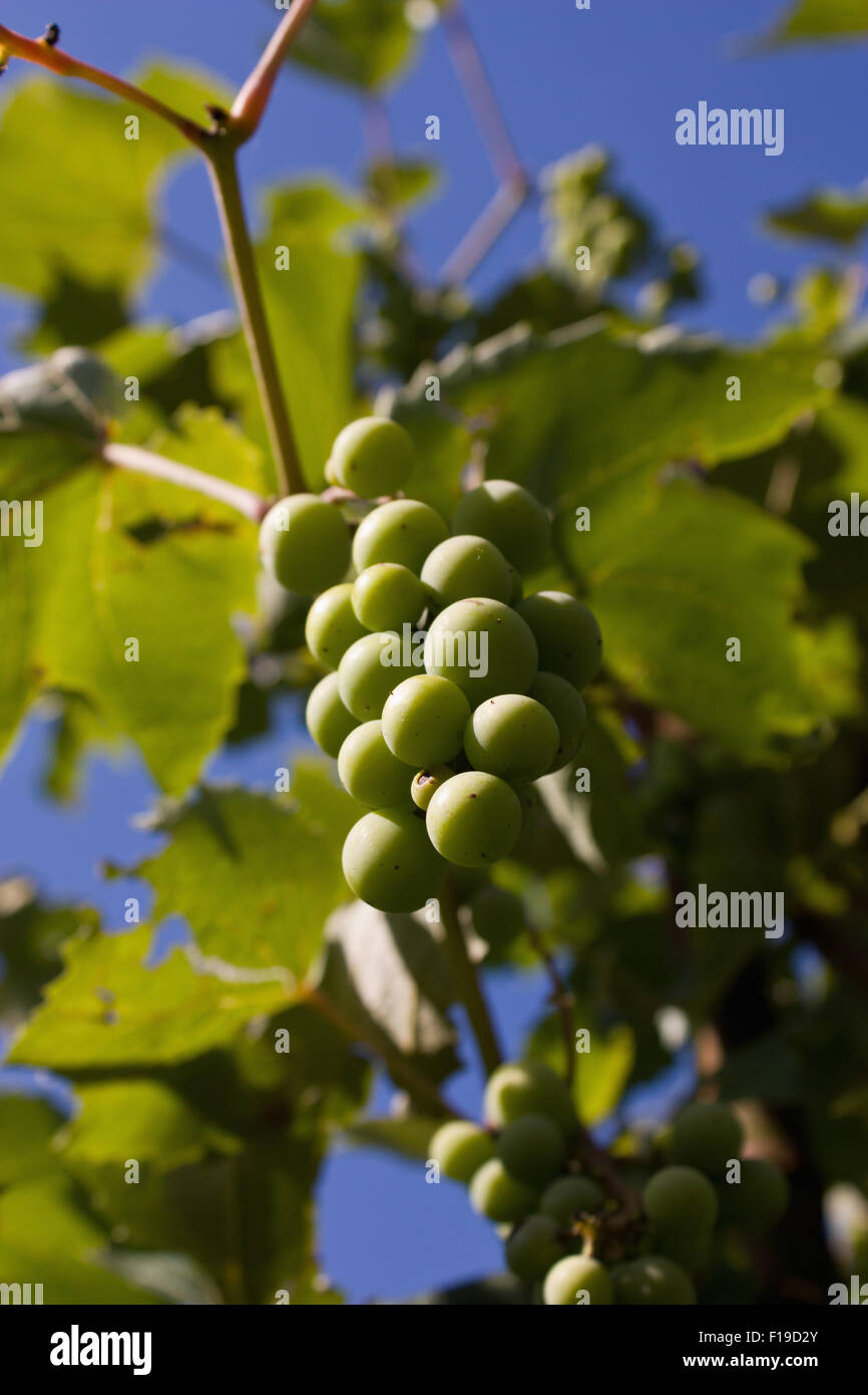 Shot taken of grapes in the garden Stock Photo