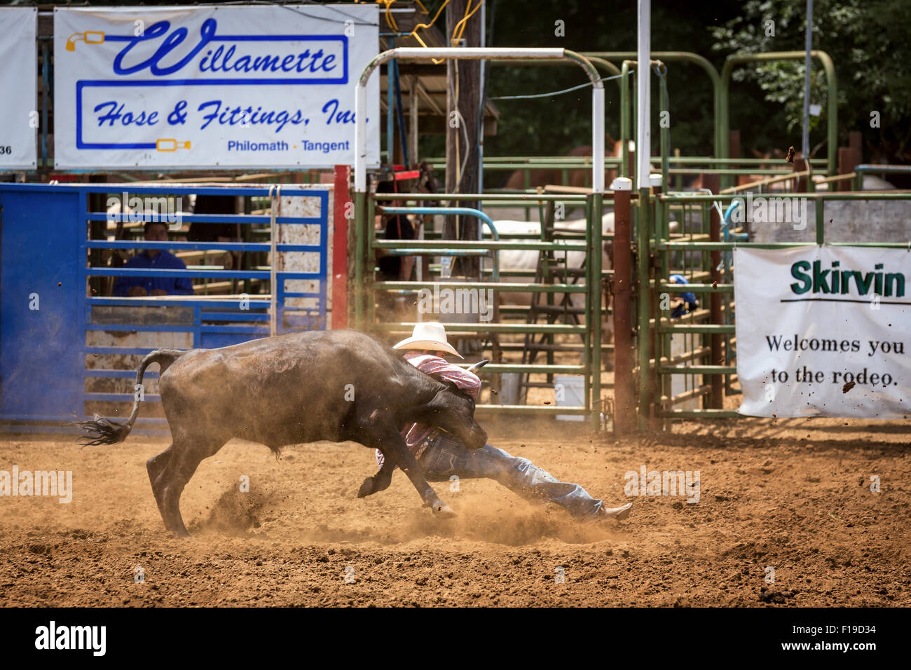 Calf Roping, Philomath Rodeo, Oregon, USA Stock Photo